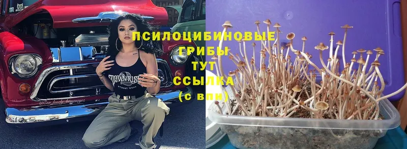 Галлюциногенные грибы Psilocybine cubensis  ссылка на мегу ONION  Рассказово  наркотики 